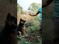 Dog Master Training || German Shepherd Training #germanshepred #doglover #dog #spfamilyvlog