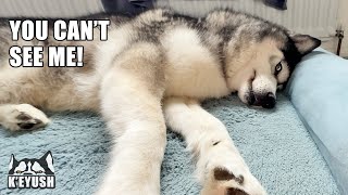 Caught My Husky In Bed He Hates! Throws a Tantrum!