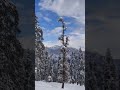 Kedarkantha snow trek #himalayas #india #snow
