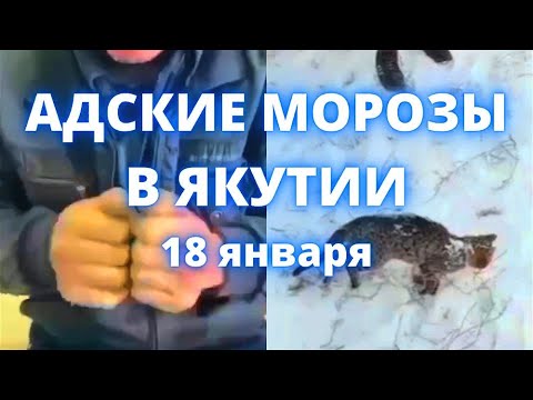 В Якутии Рекордные Морозы -63. Люди И Животные Замерзают Заживо 18 Января 2022