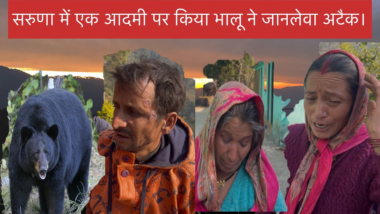 सरुणा में एक आदमी पर किया भालू ने जानलेवा अटैक।🥵🥵टिका राम जोशी जी पर किया भालु ने जानलेवा हमला 🥵🥹