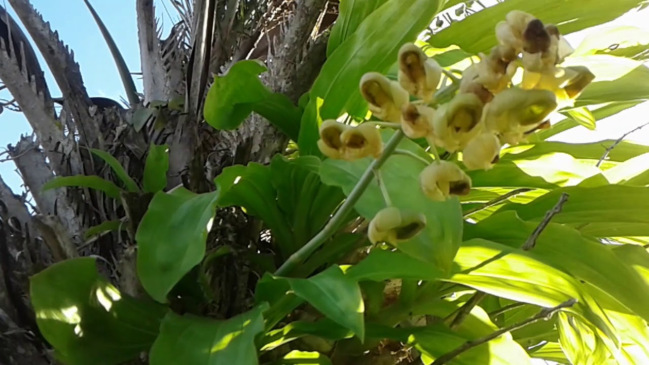 Que planta é esta que é muito parecida com uma orquídea - thptnganamst.edu.vn