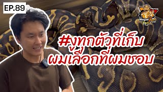 Room tour by Dewdugdui EP.89 | Royal 7 Ballpython 🔥 #Dewdugdui #ballpython