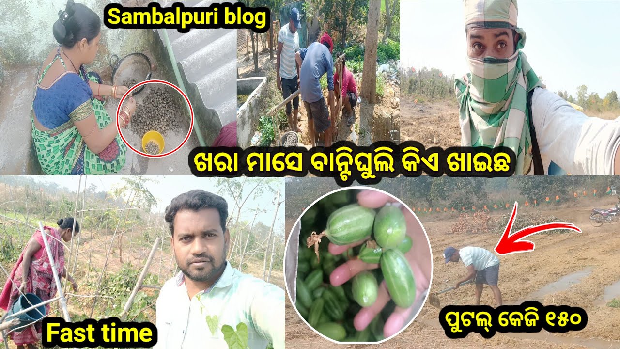Sambalpuri Video ପହେଲା ପୁଟଲ୍ ବାହାରି ଗଲା କେଜି ୧୫୦  ଖରା ମାସେ ଘୁଲୁ ତୁନ୍ କିଏ ଖାଇଛ //Family Vlogs