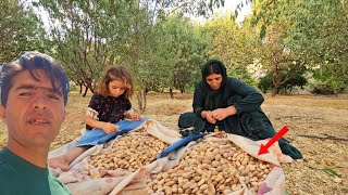 Download Lagu Modern Nomadic Oasis 🌿 Almond Harvest \u0026 Feast in Iran 🇮🇷✨ MP3 Download Lagu Modern Nomadic Oasis 🌿 Almond Harvest \u0026 Feast in Iran 🇮🇷✨ MP3
