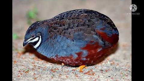 tiếng cút hắc he (hắc le) trống gọi đàn