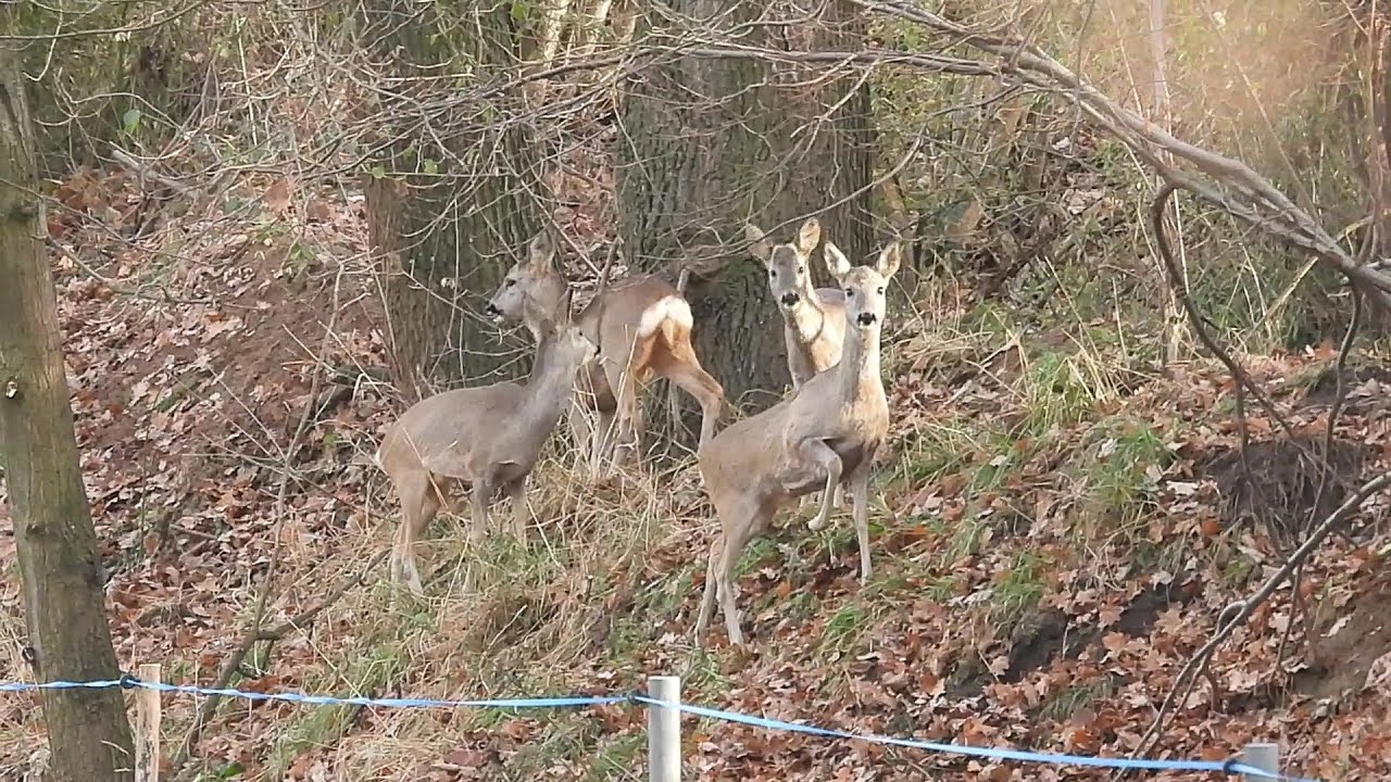 Eine schöne Bescherung