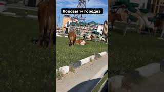 ХАСБИК ПОЙМАЛ КОРОВЫ В МАХАЧКАЛЕ 🐮🐮