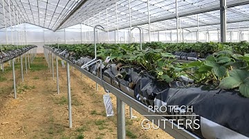 Strawberry gutter tabletops, Pro Tech Marketing