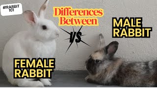 Rabbit 101: Male rabbit vs female rabbit. What is the difference?