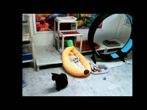 special needs animal rescue Blind Cat Rescue & Sanctuary, Inc Live Stream