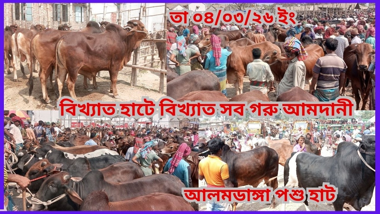 বিখ্যাত হাটে বিখ্যাত বিখ্যাত সব গরু আমদানী আলমডাঙ্গা পশু হাট চুয়াডাঙ্গা।গরু নয় যেন একটা একটা দানব ২৬