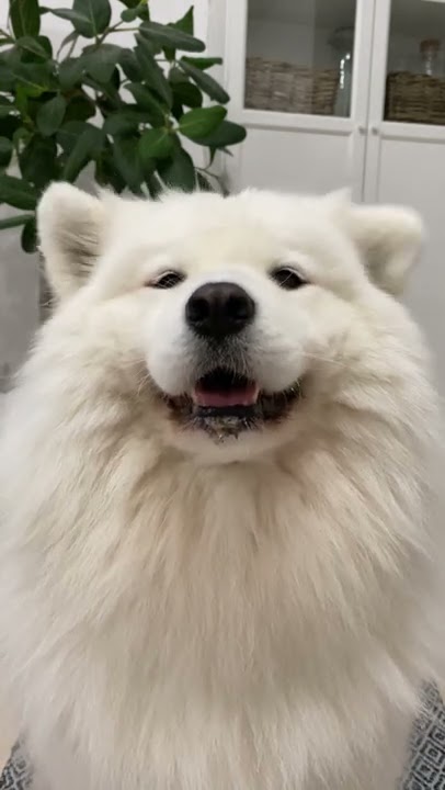 Happy Dog Doing Ear Dance #shorts #dog