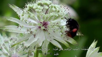 سورة الأنعام | الشيخ صالح مقبل الشراري.