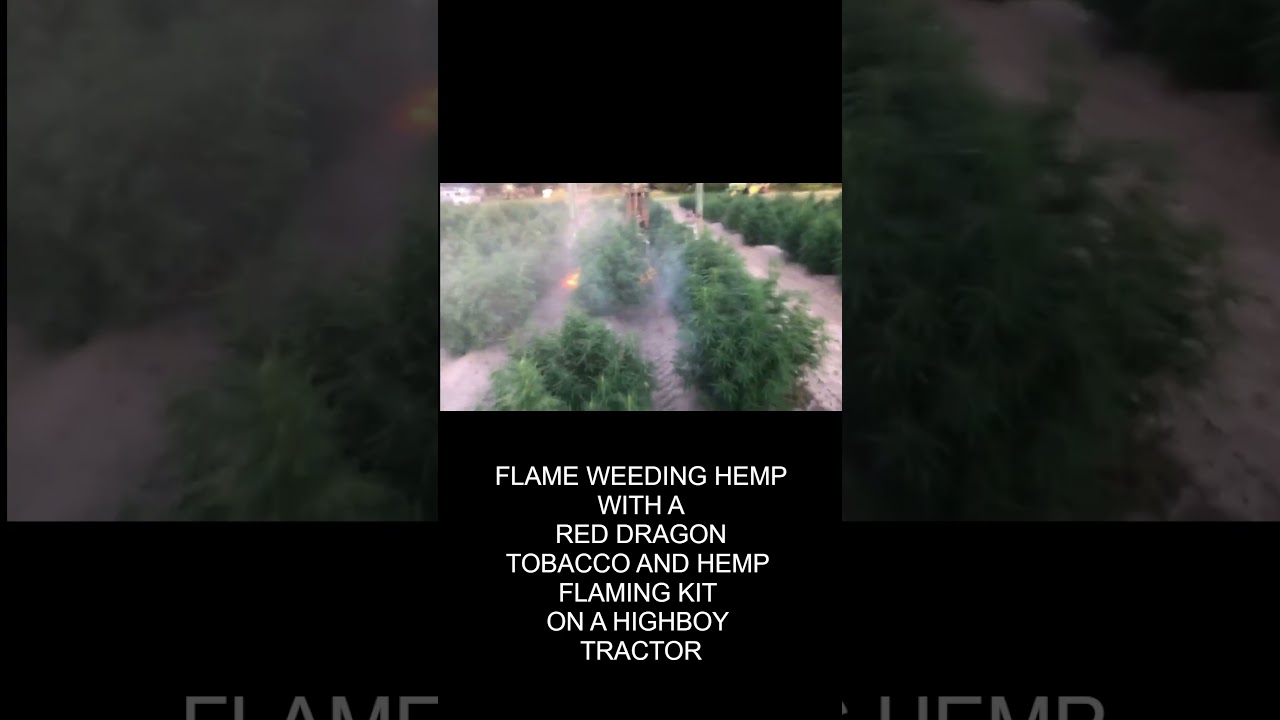 FLAME WEEDING HEMP