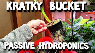 B.A. KRATKY   HYDROPONICS COLOCASIA RHIZOME TEST PART 2