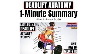 Deadlift Anatomy 1-Minute Summary | Part 1 - Lower Body (From "BEFORE YOU DEADLIFT... Full Video) 🔥