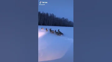 Самое улетное видео! Косули по снегу!