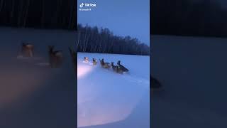 Самое улетное видео! Косули по снегу!
