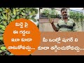 Grow Like This Medicinal Plant For Diabetics Kasara Wise Being