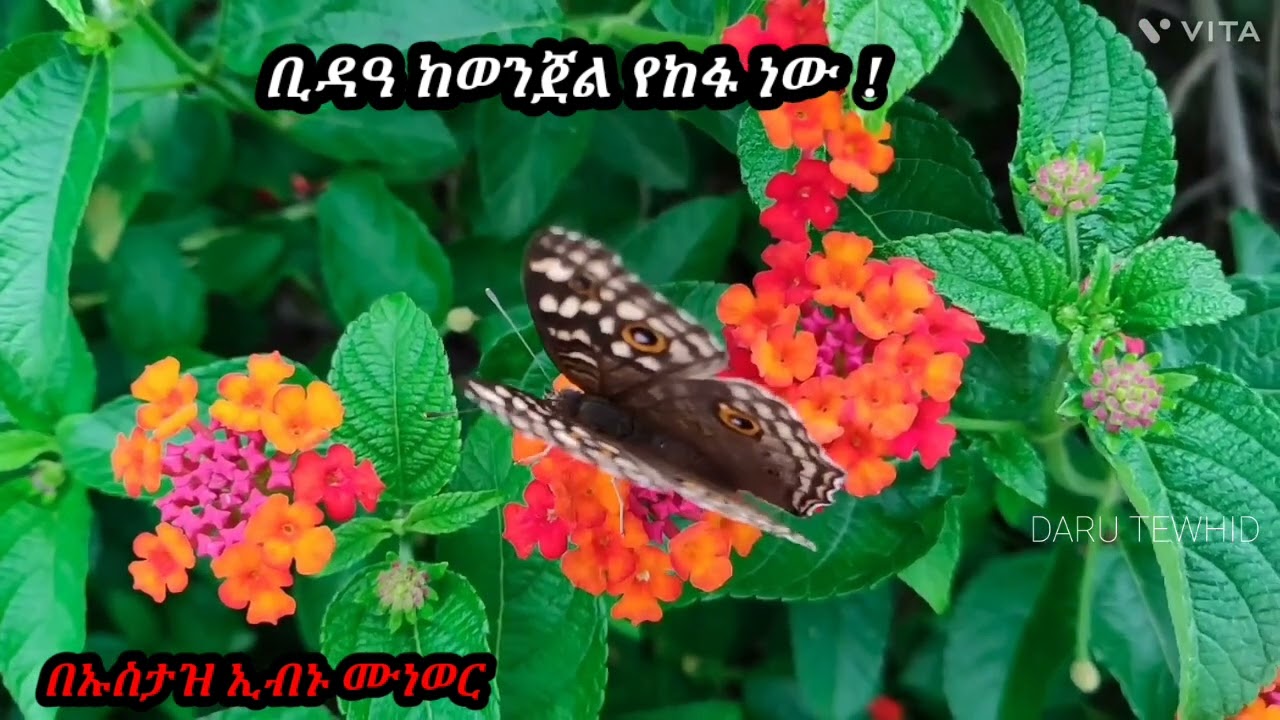ቢዳዓ ከወንጀል የከፋ ነው !🎙በኡስታዝ ኢብኑ ሙነወር ሓፊዘሁላህ