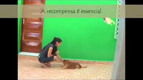 Erica Santiago e Bily : Adestramento