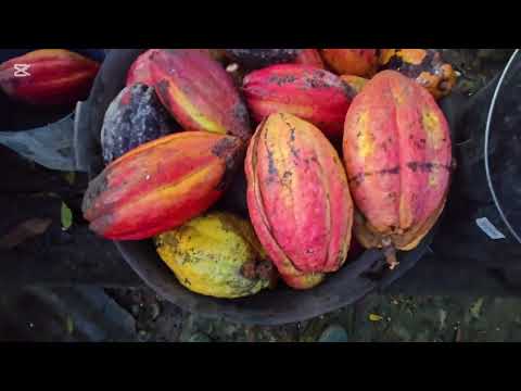 Harvesting Cacao ftuits #countryside ##BoholPhilippines