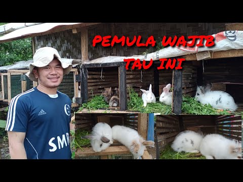 cara memberi makan dan merawat kelinci yang baik dan benar ||PEMULA WAJIB TAU INI