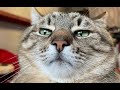 Funny Cats Videos Compilation | The most popular latest videos