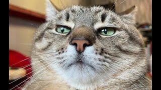 Funny Cats Videos Compilation | The most popular latest videos