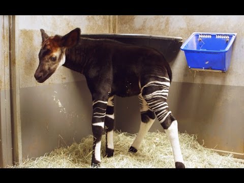 Okapi Calf Bursts with Excitement