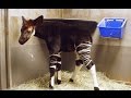 Excited Okapi Calf Jackson Explores at San Diego Zoo π¦
