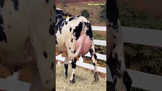 Dairy farming / village life #dairyfarming #villagelife #farming #cow #ytshorts #new #2026 #hfcow