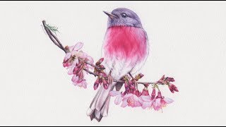 Rose Robin and Blossom Watercolour Painting