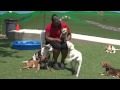 Just Happy Hounds Midtown Doggie Daycare Birmingham Virtual Tour 03-3 Just Happy Hounds Midtown Doggie Daycare Birmingham Virtual Tour 03-3