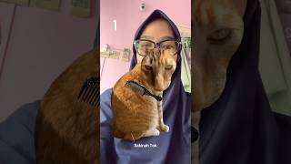 KAGET WOIIII!!!! #sakinahtok #shorts #cat #funny