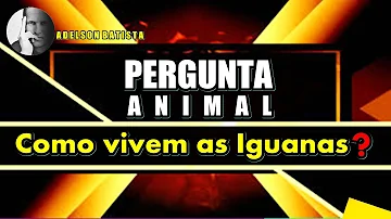O que as iguanas comem?