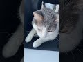 У кота есть домик и окно #cat #catvideos