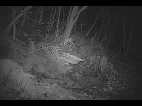 Polecat and egg