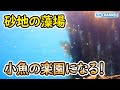 何も居なかった砂地でアカモクを育てた結果、生き物の楽園になった！【アカモク育成】