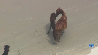 Heat warning for Corolla wild horses