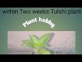 How to grow tulshi plant