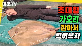 초대형 가오리 잡혀도 너무 많이 잡혀 사고쳤습니다! ㅣMukbang / Eating Show / Fishing /red sting ray/red skate