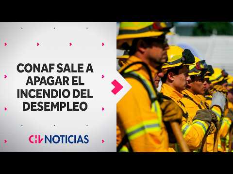 LOOKING FOR A JOB | Conaf opens almost 10,000 jobs for spring and summer - CHV News