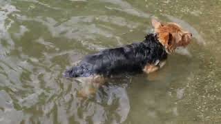 Courageous Norwich Terrier learns to swim ashore