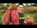Батат  |  Как выращивают сладкий картофель