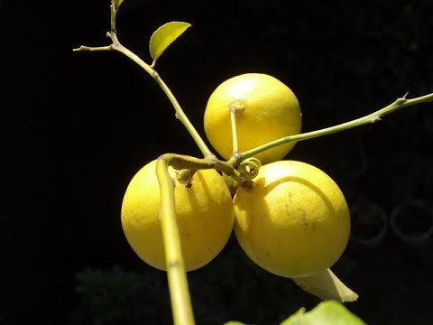 苗から育てたレモンの実 あと少しで収穫 つやつや黄色 ベランダ園芸 Youtube