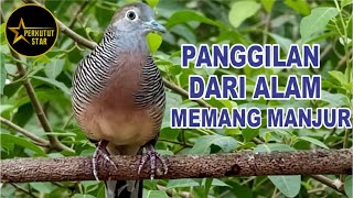 suara burung Perkutut Lokal Gacor alam bebas - ahli mancing bunyi