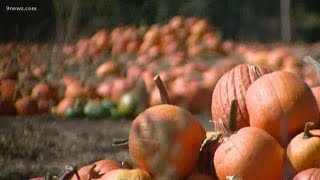 Here's why you should move the pumpkin from the porch to the kitchen