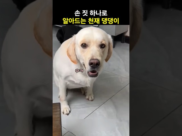손 짓 하나로 전부 알아듣는 천재 댕댕이